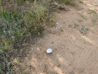 Eyelevel view of the disk set into … dirt? I’m assuming it’s set on top of a steel rod.