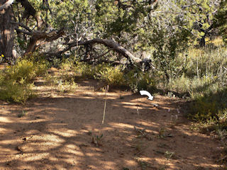 Looking approximately WSW from the trail near Megalithic House toward the mark (indicated).