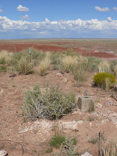 View of the station monument and witness post about 16 feet to the northwest.