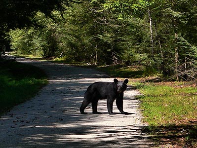 Who was more surprised … us or the bear?