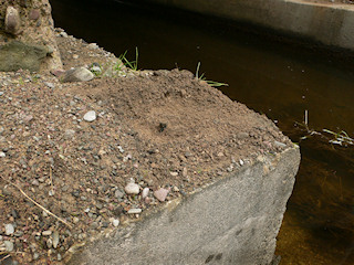 The disk stem on the lower shelf of the abutment.