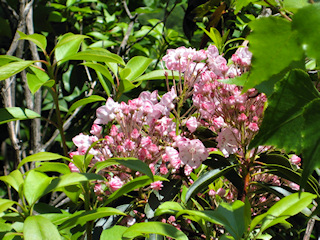 Pink mountain laurel