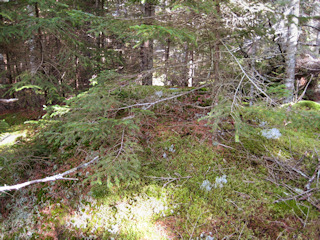 The benchmark disk was the only part of the outcrop that was free of moss.