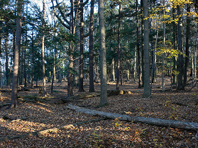 Looking deeper into the squirrel woods.