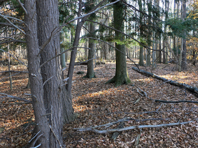 This looks like a good area for red and gray squirrels!