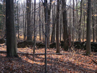 The sun was just starting to peek over the mountain and warm the air. Rich was watching for squirrels along this stone wall.