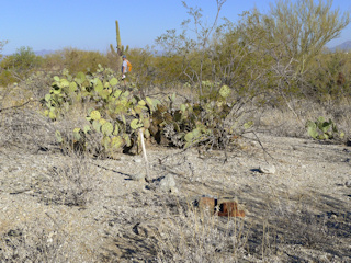 Looking WNW; Rich stands near a prominent saguaro.