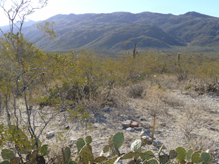 Looking approximately east toward the Rincon Mountains.