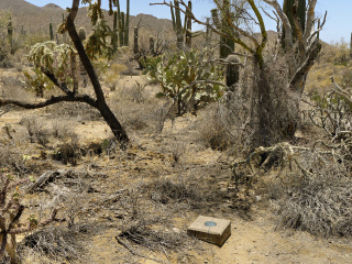 The monument surrounded by a cactus forest!