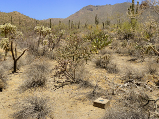 View E, through the cactus forest toward the mountains.