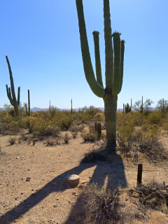 Looking WSW toward the beautiful cactus forest.