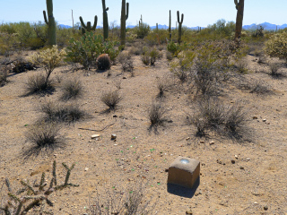 Looking W into the cactus forest.