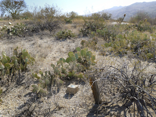 Looking E toward Cactus Forest Drive.