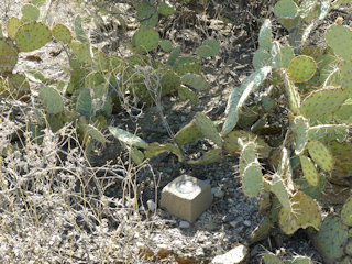 Eyelevel view of the concrete post surrounded by cactus.