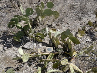 Eyelevel view of the reference mark disk in concrete post.