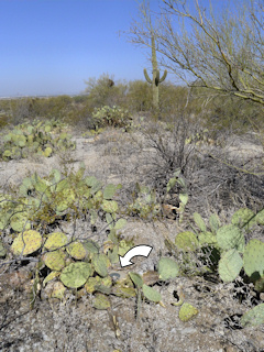 The nearly hidden RM, with the prominent saguaro in the background as a point of reference.