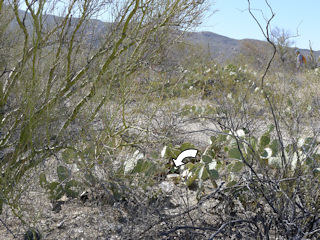 The mark was difficult to find in this jumble of cactus and palo verde.