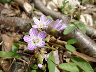 Spring beauty, true to its name!