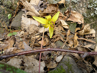 Tiny trout lilies were a special surprise today.