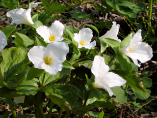 White trillium at Hawk Mountain