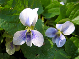 White violets along the River of Rocks Trail