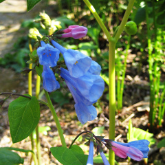 The elusive Virginia bluebells in the native plant garden