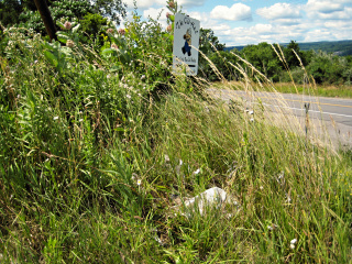 The outcrop is at the base of a sign for The Old H&E Bar.