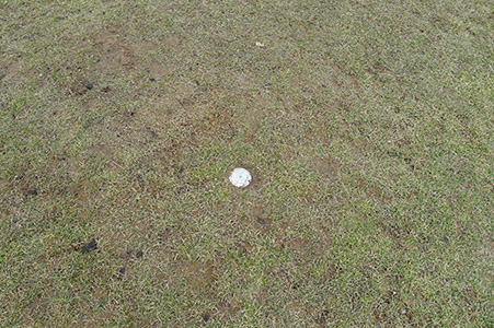 Eyelevel view of the disk in the lawn