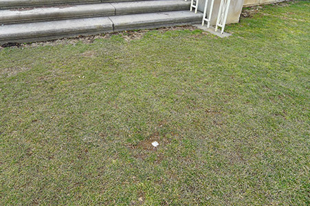 Eyelevel view of the disk in the lawn