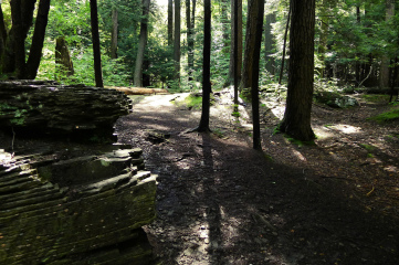 The dark and mysterious hemlock forest