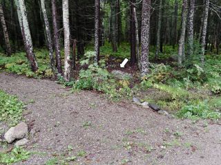 A soggy walk in the woods brought us to TIDAL B.