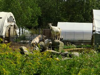 Milking goats pen