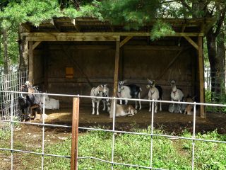 Buck goats pen