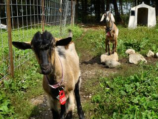 Alpine and Nubian yearlings