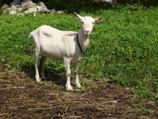 Young Saanen goat