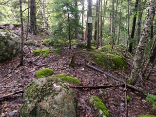 View of the boulder, witness sign, recent flagging tape, and flagged mag nail in a nearby boulder.