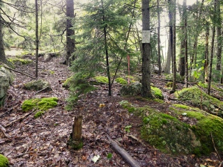 Looking NW toward Route 3; the guard rail can just be seen through the trees.