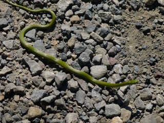 Eastern Smooth Green Snake