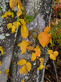 Watch for poison ivy—it's everywhere!