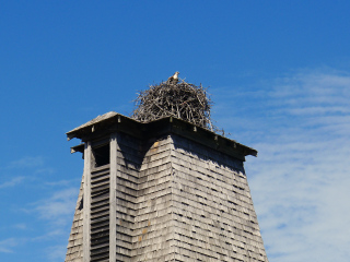 Occupied osprey nest