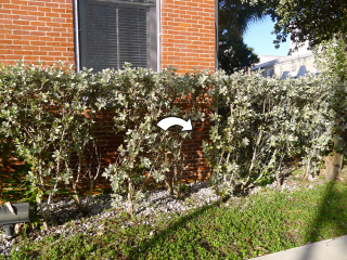 The disk is partially obscured by bushes.