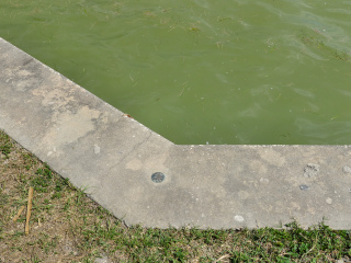 Eyelevel view of the bench mark on the seawall.