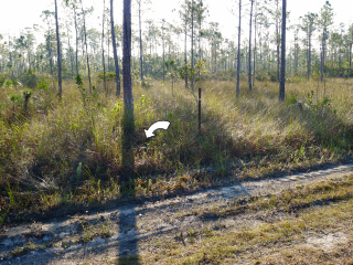 Looking SE from the road. Witness post still stands.