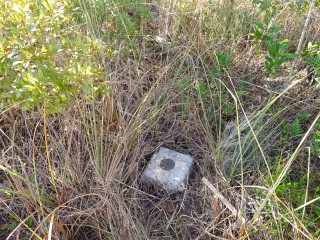 Eyelevel view of the reference mark and monument deep in vegetation.