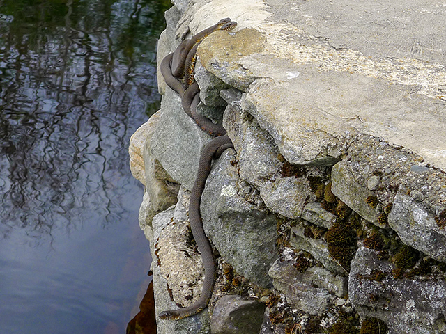 Snakes on the bridge