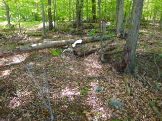 Looking E toward the mark from a point approximately halfway between the mark and Route 435.