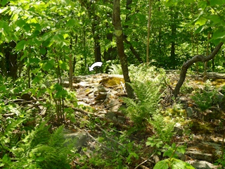 Looking SW toward the mark from the Prospect Rock Trail