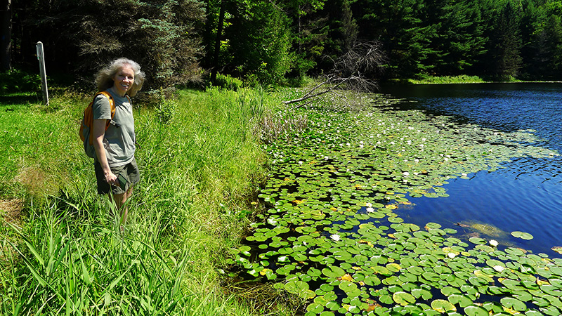 Lilypads at Homestead Pond