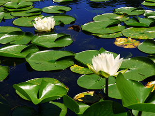 Lily with a long petiole!