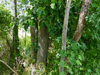 Enormous poison ivy!